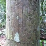 Oenocarpus bataua Bark
