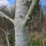 Populus alba Bark