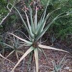 Aloe divaricata आदत