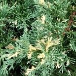 Juniperus horizontalis Hoja