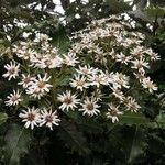 Olearia macrodonta Квітка