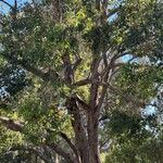 Corymbia ficifolia Habitus