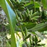 Polystachya concreta Fruit