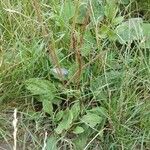 Plantago majorFlor