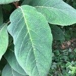 Hydrangea aspera Leaf