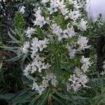 Echium virescens Blüte