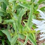 Leucanthemum vulgare Folha