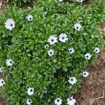 Osteospermum fruticosumFlower