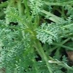 Achillea odorata 葉