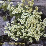 Saxifraga muscoides Habitus