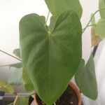 Anthurium andraeanum Leaf