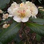 Rhododendron lanatum 花