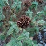 Phlomis fruticosa Fruit