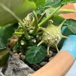 Dorstenia foetida পাতা