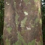 Pouteria cayennensis Kabuk