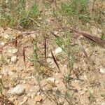 Bromus diandrus Fruit