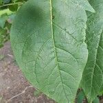 Atropa bella-donna Leaf