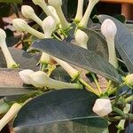 Stephanotis floribunda Листок