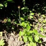 Geum urbanumFlors