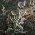 Echinops ritroFlor