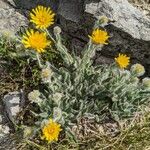 Hieracium pilosum Habitus