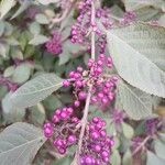 Callicarpa bodinieri 果實