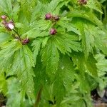 Ranunculus aconitifolius Blad