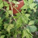 Cleome rutidosperma Leaf