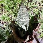 Sansevieria trifasciataপাতা