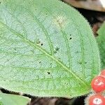 Solanum candidum Blad