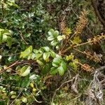 Weinmannia mauritiana ശീലം