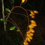 Trichoscypha bijuga Fruto