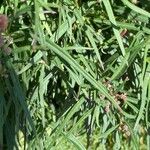 Vernonia angustifolia Leaf