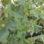 Symphyotrichum lanceolatum Fulla