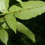Solanum wendlandii पत्ता