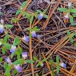 Collinsia parviflora Fiore