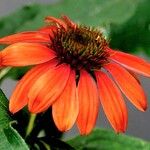 Echinacea purpurea Цвят