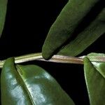 Humiria balsamifera പുറംതൊലി