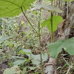 Macaranga schweinfurthii Leaf