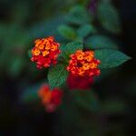 Lantana camaraFlower