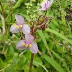 Callisia glandulosa 花