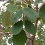 Pterocarpus rotundifolius Leaf
