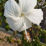 Hibiscus arnottianusFlor