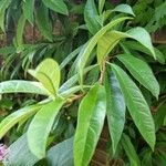 Hydrangea viburnoides Blatt