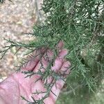 Juniperus monosperma Blad
