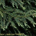 Taxus brevifolia Хабит