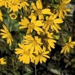 Chrysopsis mariana Flower