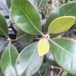 Eugenia natalitia Leaf