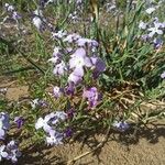 Matthiola tricuspidata 花