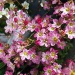 Saxifraga hypnoides Květ